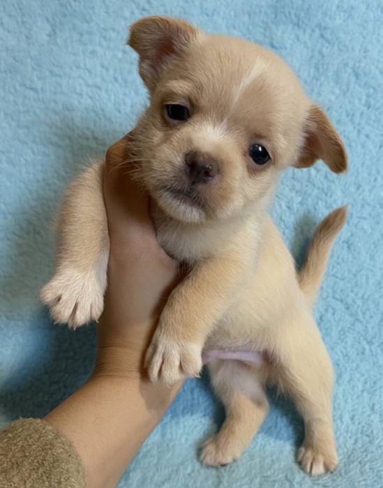 Той-тер’єр мікс дитя любові