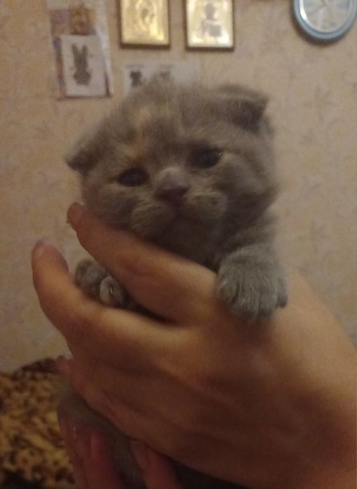 Шотландські кошенята