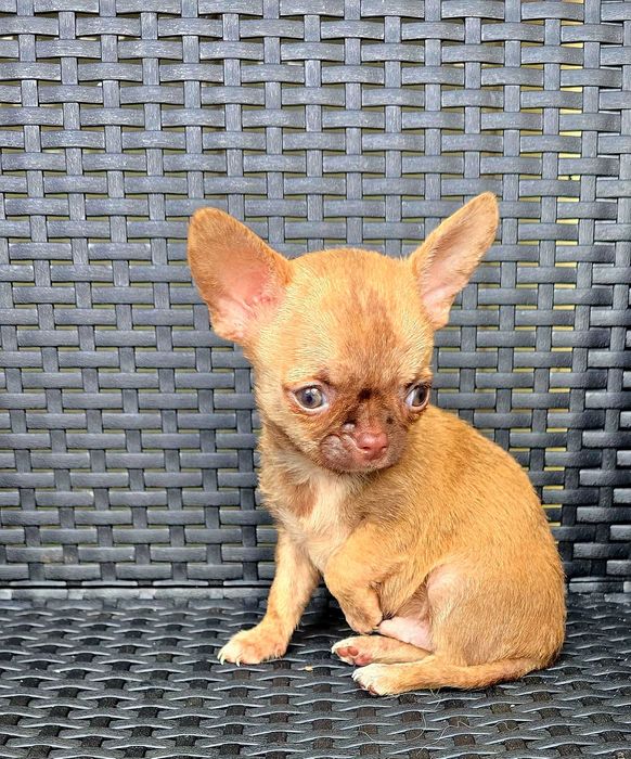 Chihuahua macho PEQUENINO