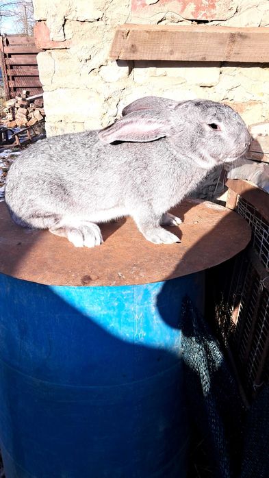 Кролик  шиншила європейськс