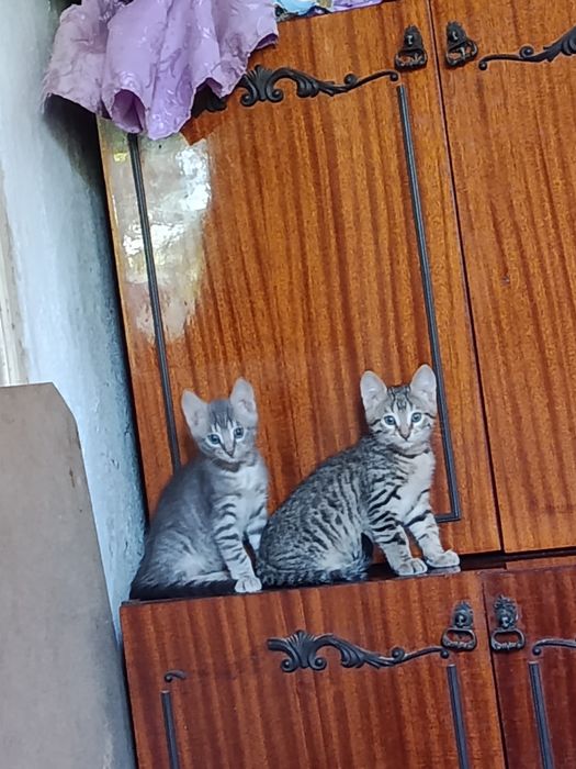 Отдаю котят в хорошие руки