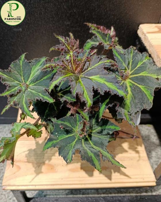 Бегонія. Лайон Денс. Дарк Мамбо. Спірит оф Балі. Мауї Сансет.