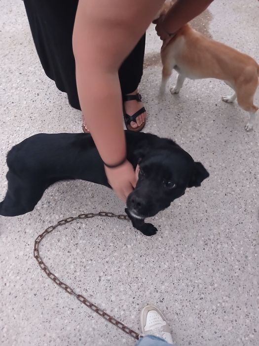 Cadela muito meiga e enérgica para adopção responsável
