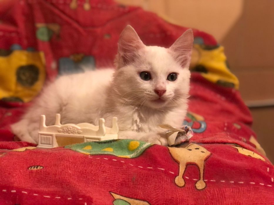 Котята мышеловы  Днепр