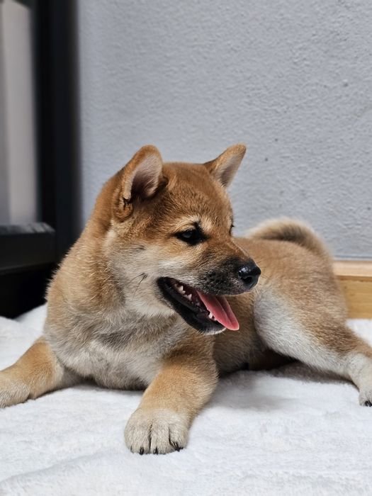 Suczka rasy Shiba Inu FCI