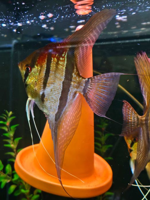 Skalary Santa Isabel, Pterophyllum scalare.
