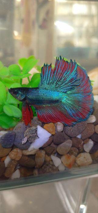 Акваріум бокал з рибкою | Акваріумний комплект на подарунок