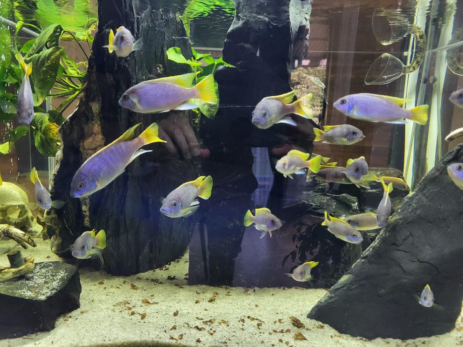 Akwarium otwarte OptiWhite 200l  60x75x45 Malawi pyszczaki Acei