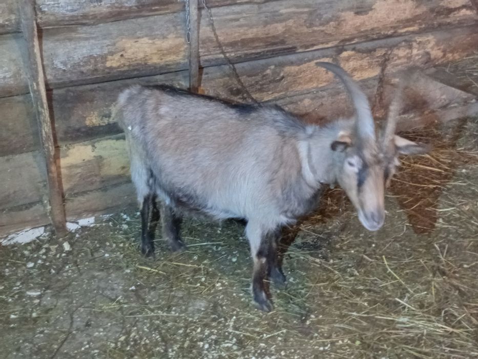 Коза 3-4 роки, кітна