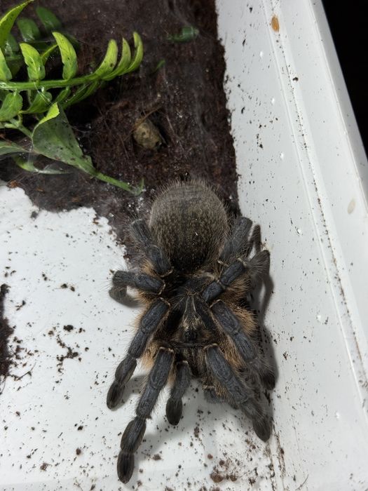 Ptasznik Harpactira pulchripes 5,5dc dorosła samica
