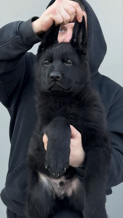 Щенки Немецкой овчарки