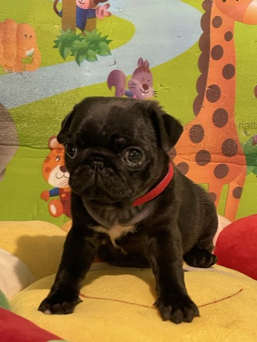 Мопс дівчинка, цуценя 2 міс. Привита,