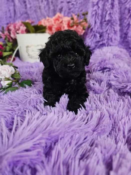 Poodle preto disponível