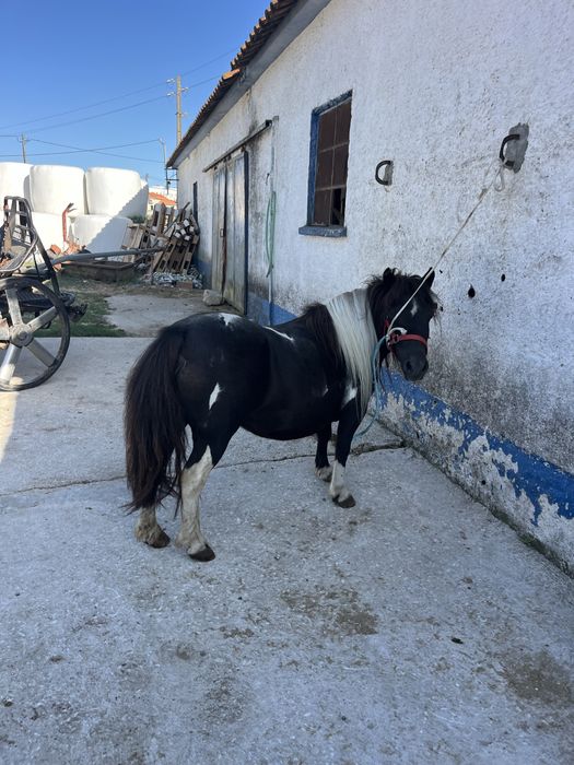 Ponei femea mini