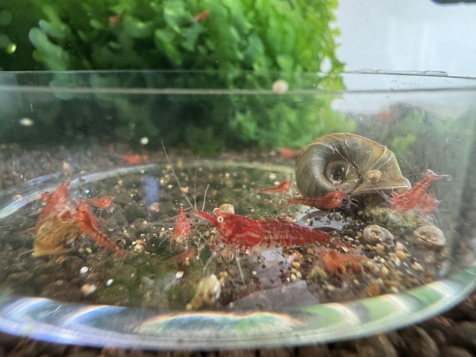 Camarões Red Cherry (Neocaridina davidi) - Perfeitos para Iniciantes!