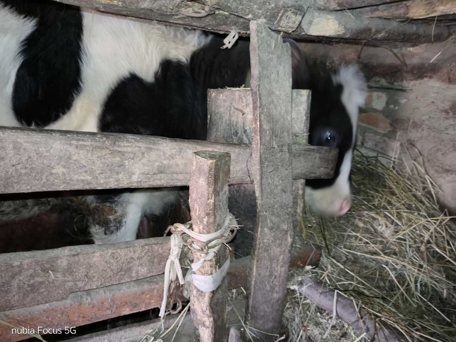 Продається теличка