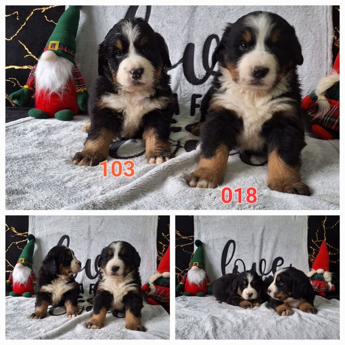 Berneński Pies Pasterski-szczenięta z rodowodem