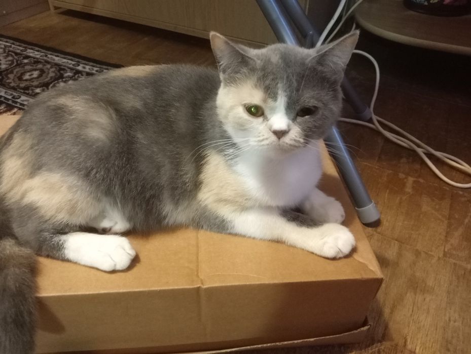 Британская кошечка