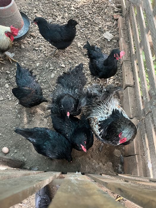 Ovos galandos de várias racas