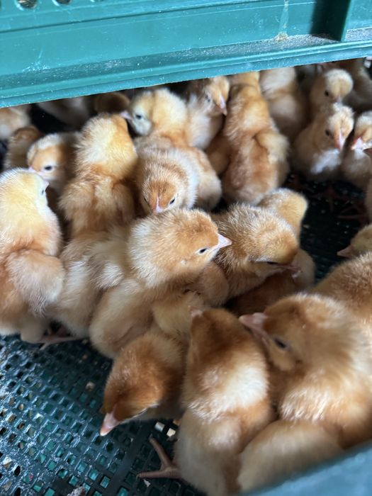 Курочка суточная ломан браун и сенди