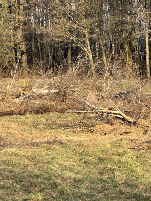 Drewno na opal drzewo