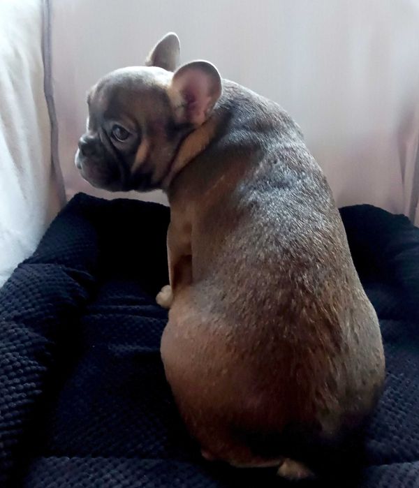 Блакитно палева красуня чекає люблячих батьків