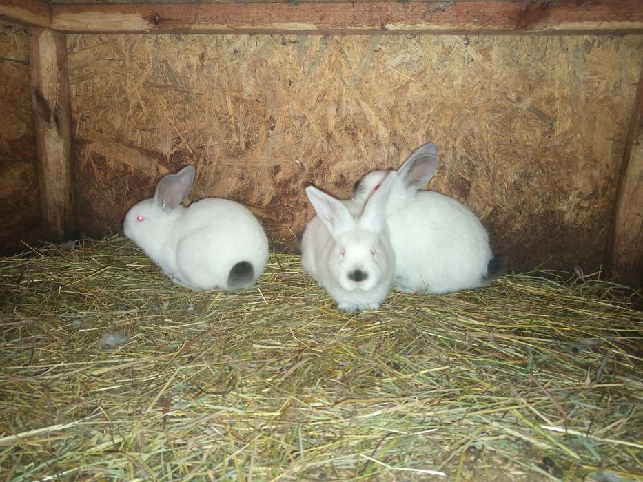 Sprzedam króliki