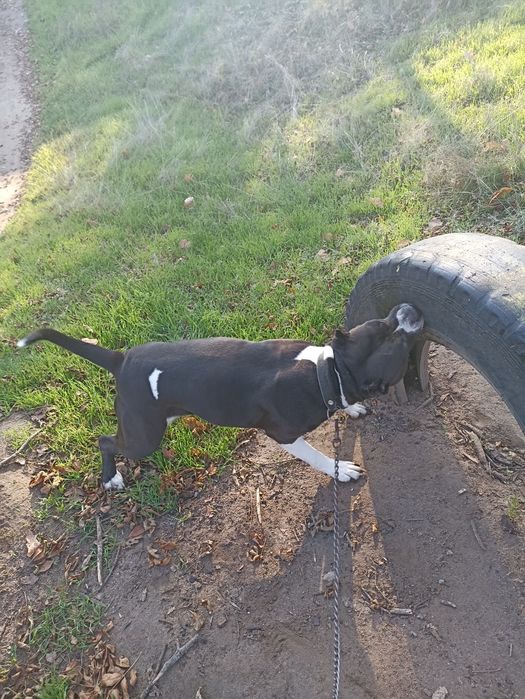 Віддам собаку з нашою доплатою 2000 грн