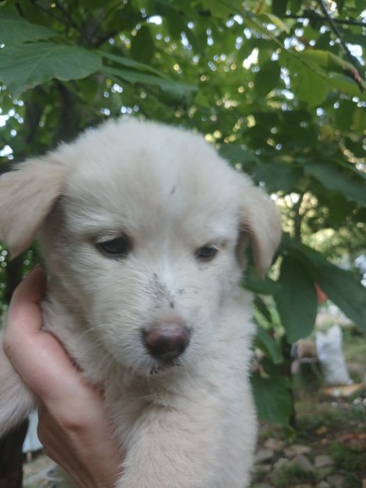 2 дівчинки, 1,5 місяці