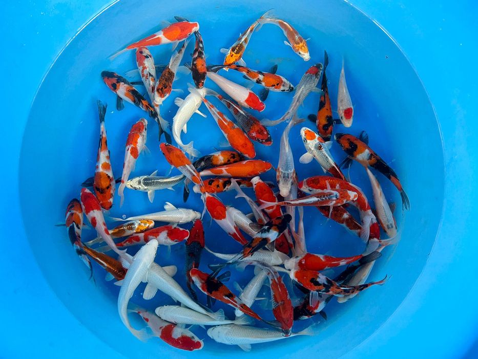 Karpie koi z Japonii - nowa dostawa Biała Podlaska - polecam