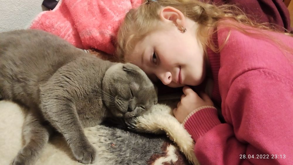 Кіт на злучку Кот для кошки