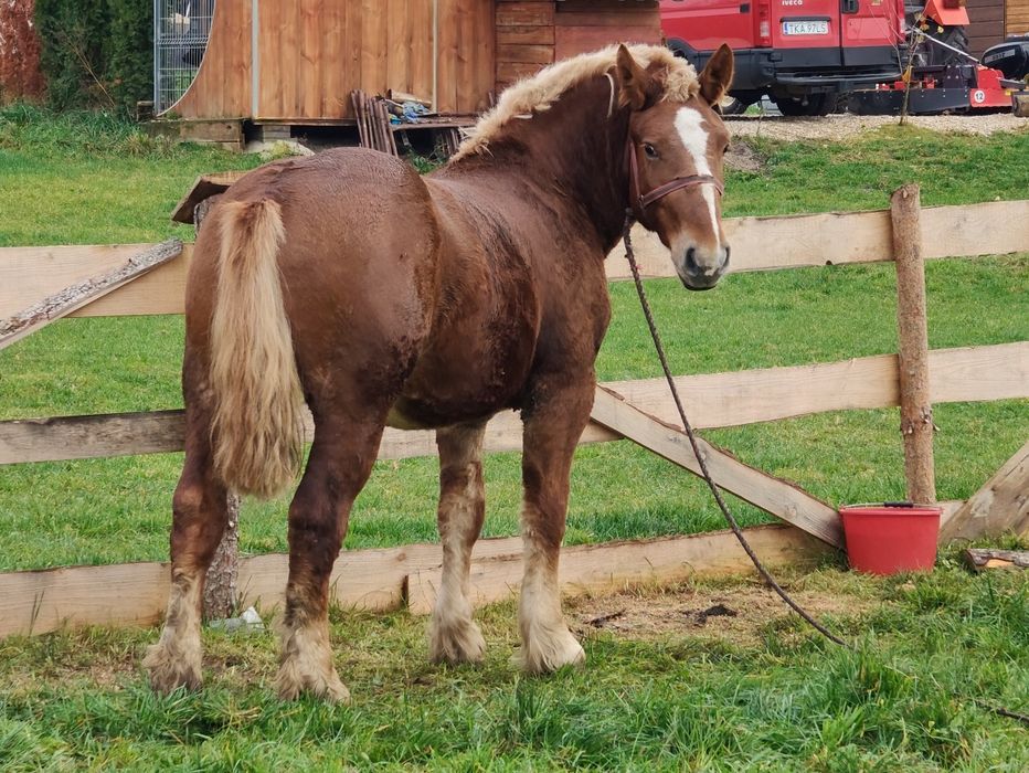 Źrebica , klacz  zimnokrwista ( PKZ )  2 lata