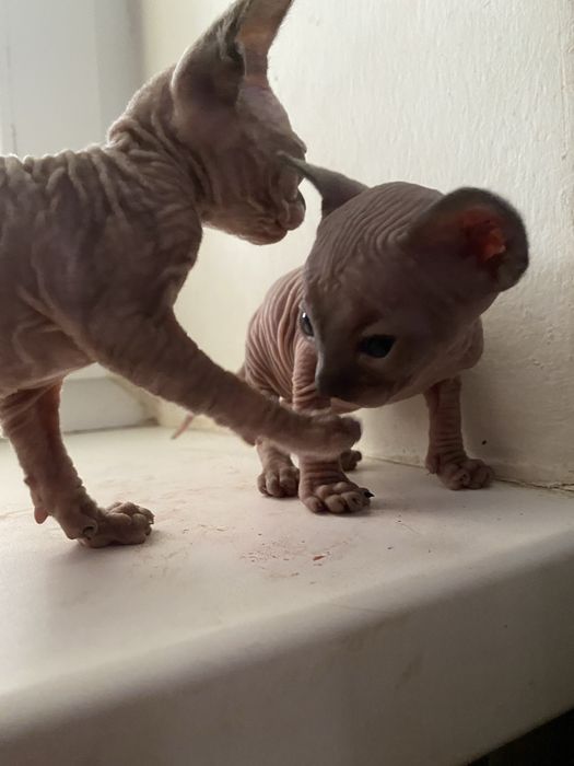 Кошенята канадського сфінкса