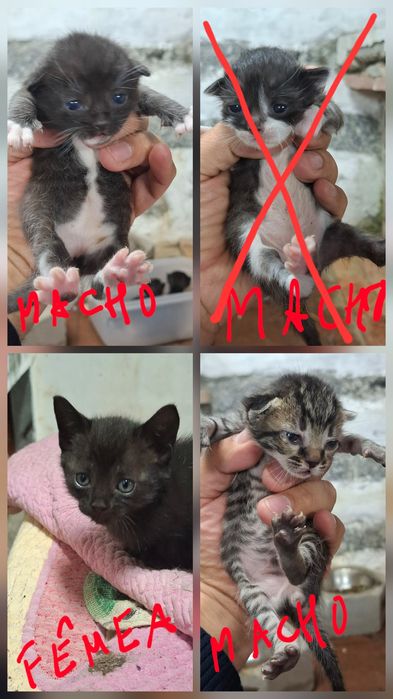 Dá-se gatinhos nascidos em Abril 2026 e 4 gatas com 1 e 2 anos.