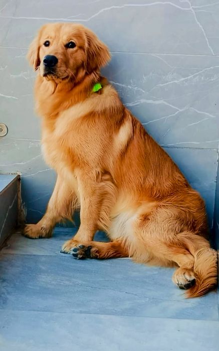 Golden retriever