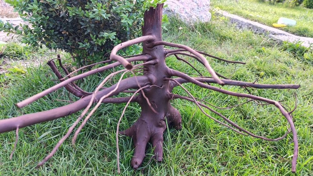 Коряга в аквариум