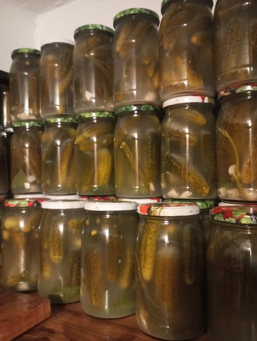 Kiszone Ogórki, sezon 2025