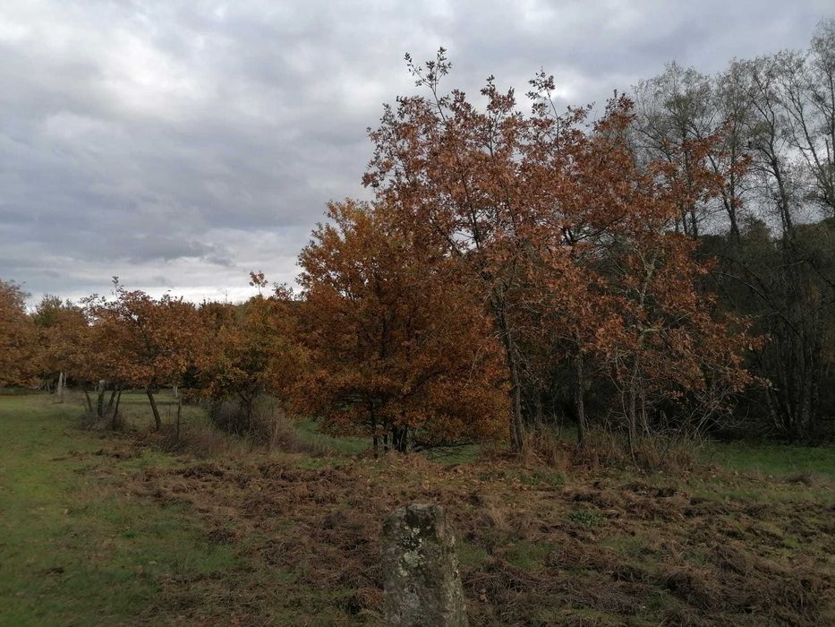 Quinta agrícola 20 000 m2 Cabanas de Viriato