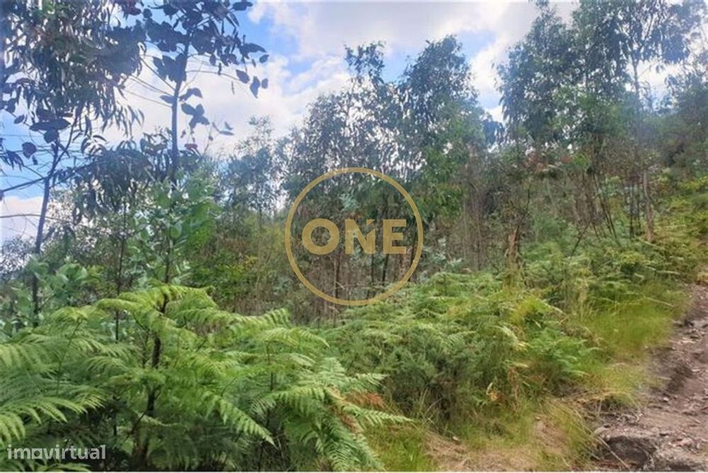 Terreno Florestal em Vale (São Martinho)