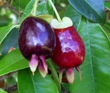 Planta de cereja do Rio Grande