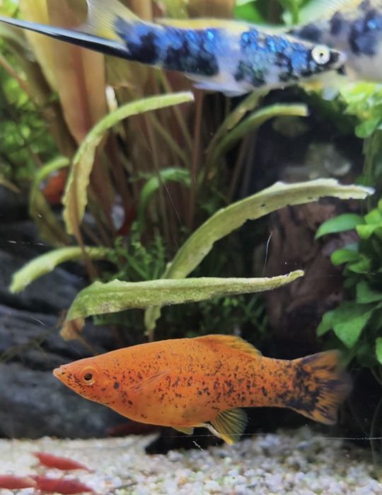 Lote de espadas adultos e juvenis