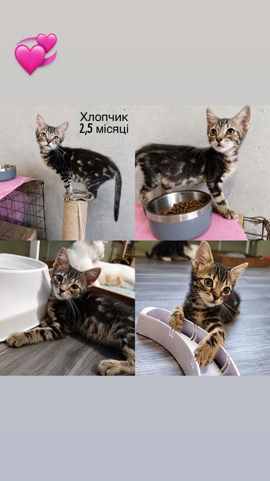 Много разных котят бесплатно