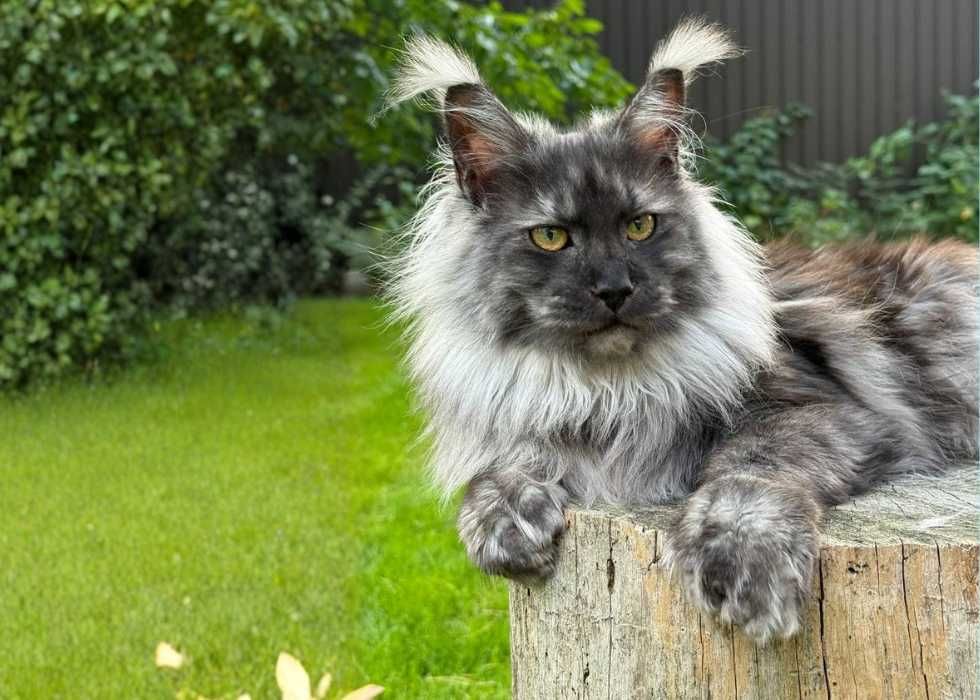 УНІКАЛЬНІ ‼️ Коти породи Мейн-кун дуже крупні. З документами!