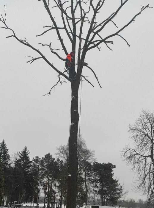 Kompleksowa wycinka drzew, frezowanie pni, rębakowanie usługi wywrotką