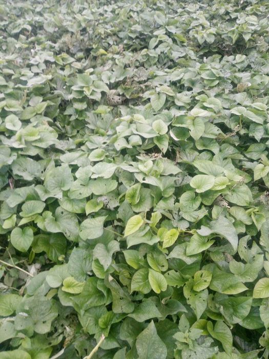 Plantio de Batata Doce