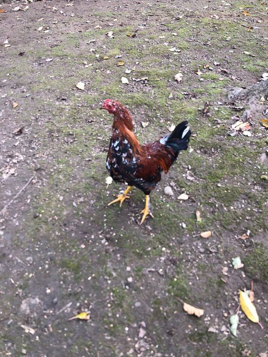 Півники  молоді.