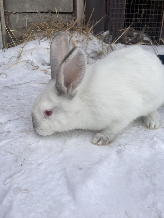 Sprzedam młode króliki