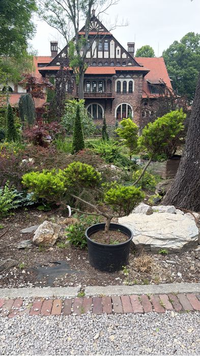 Krzewy formowane bonsai  Jałowiec Cis Cyprys Modrzew
