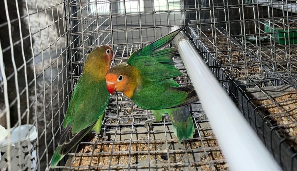 Agapórnis personatus casal e 2 fêmeas Fischer