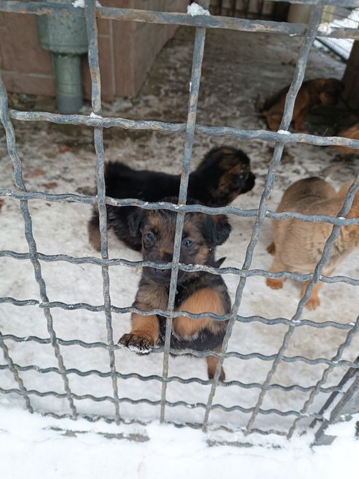 Собачки безкоштовно